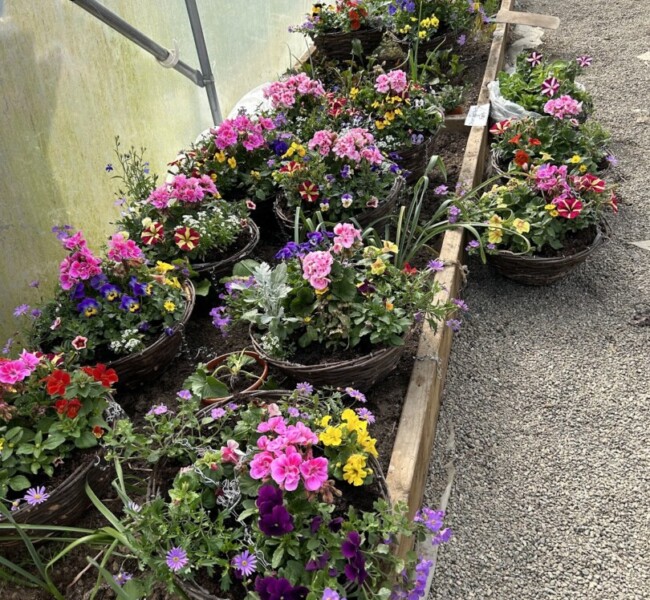 Summer Pots