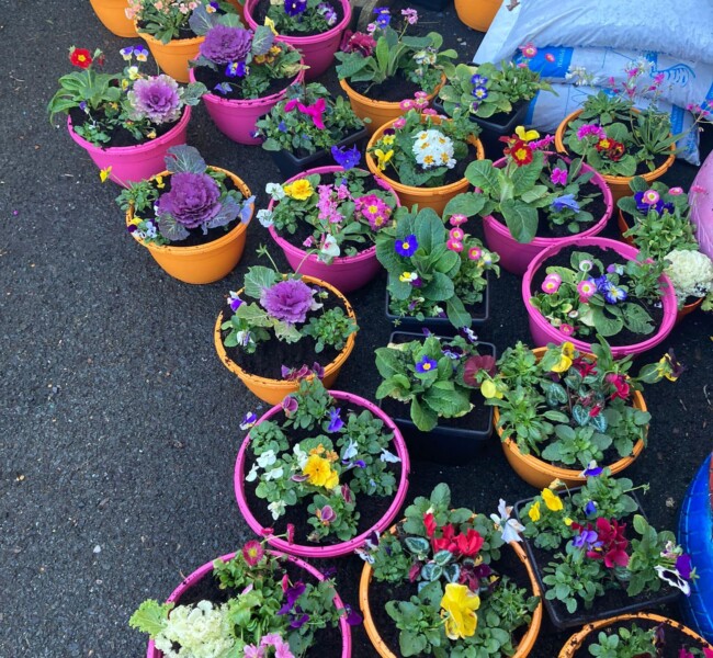 Flower Pots