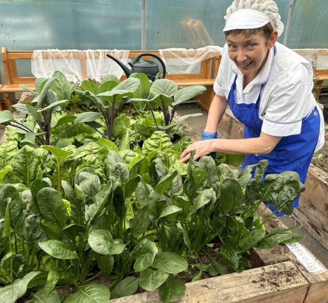 harvest plants