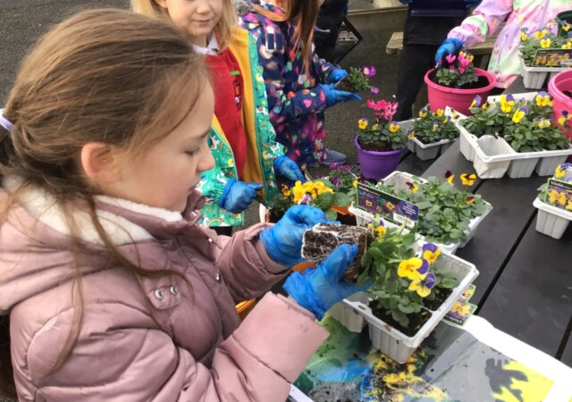 Potting Flower