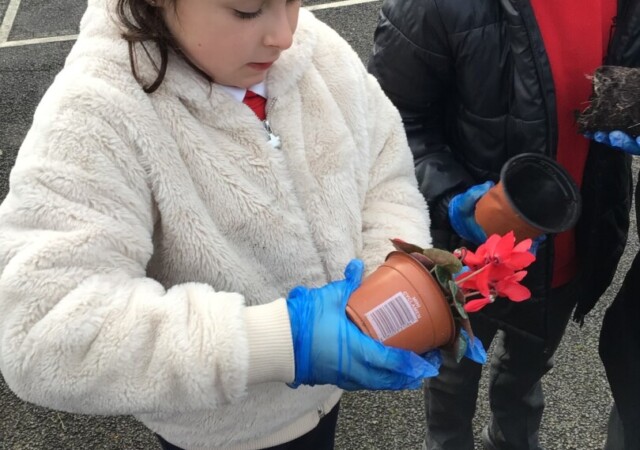 Red Flower
